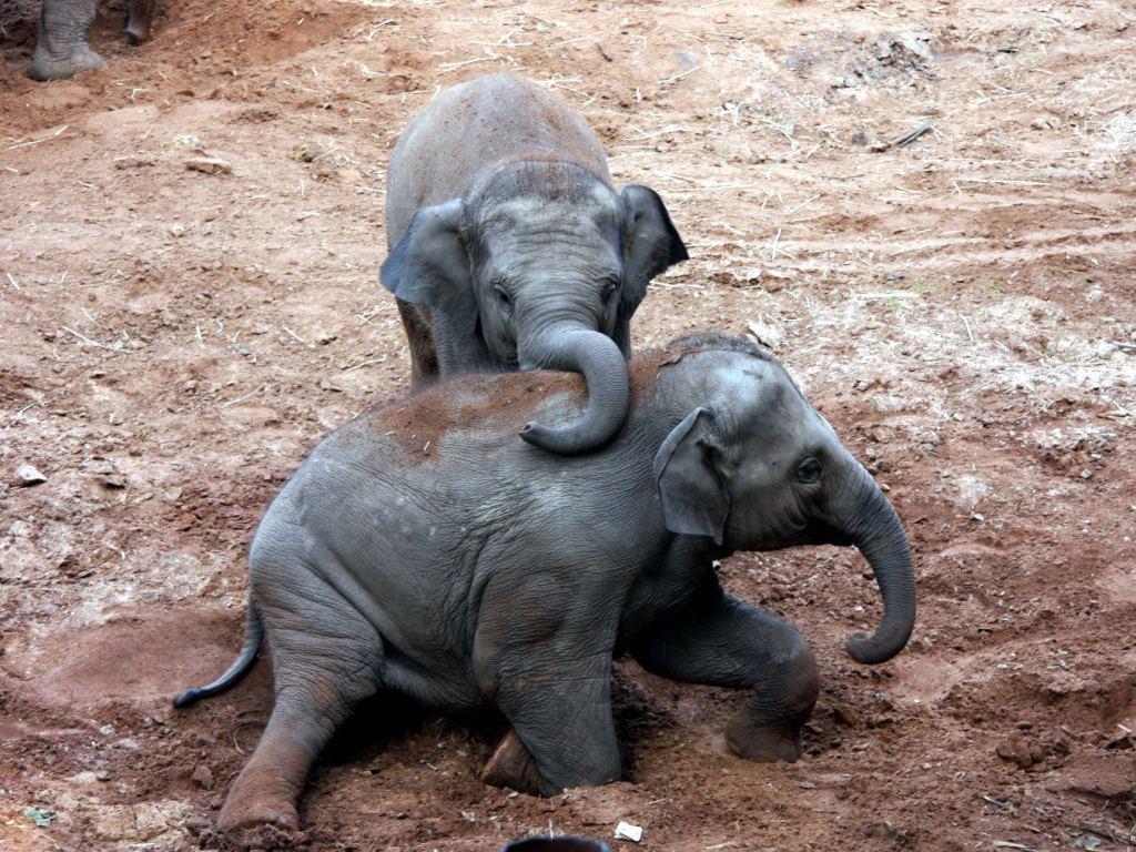 Wonderful Collection: Free Baby Elephant Wallpaper, HQ Definition