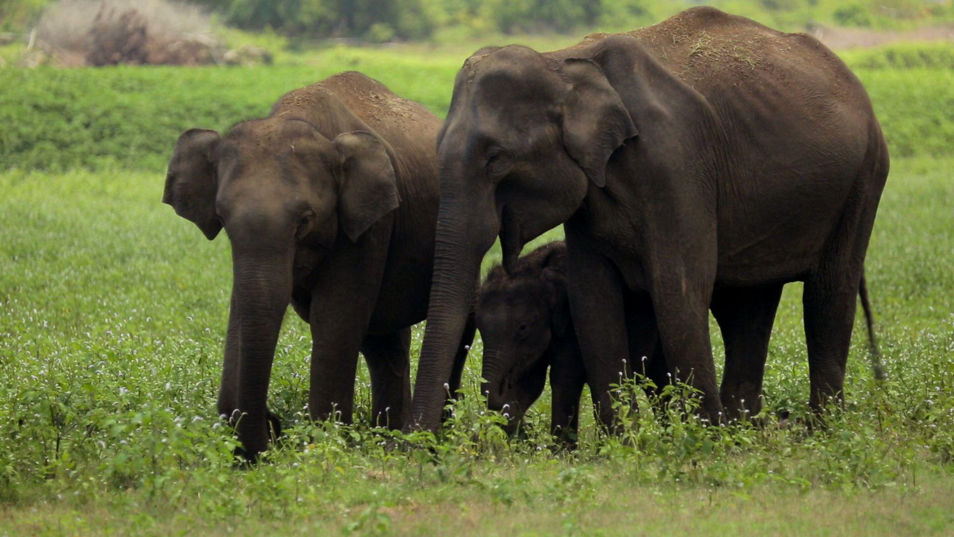 Examining Core Values on World Elephant Day
