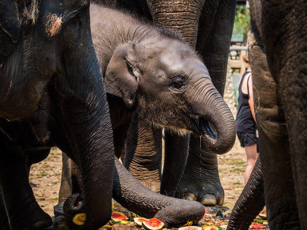 World Elephant Day: 7 Ways to Help Elephants When You Travel. My