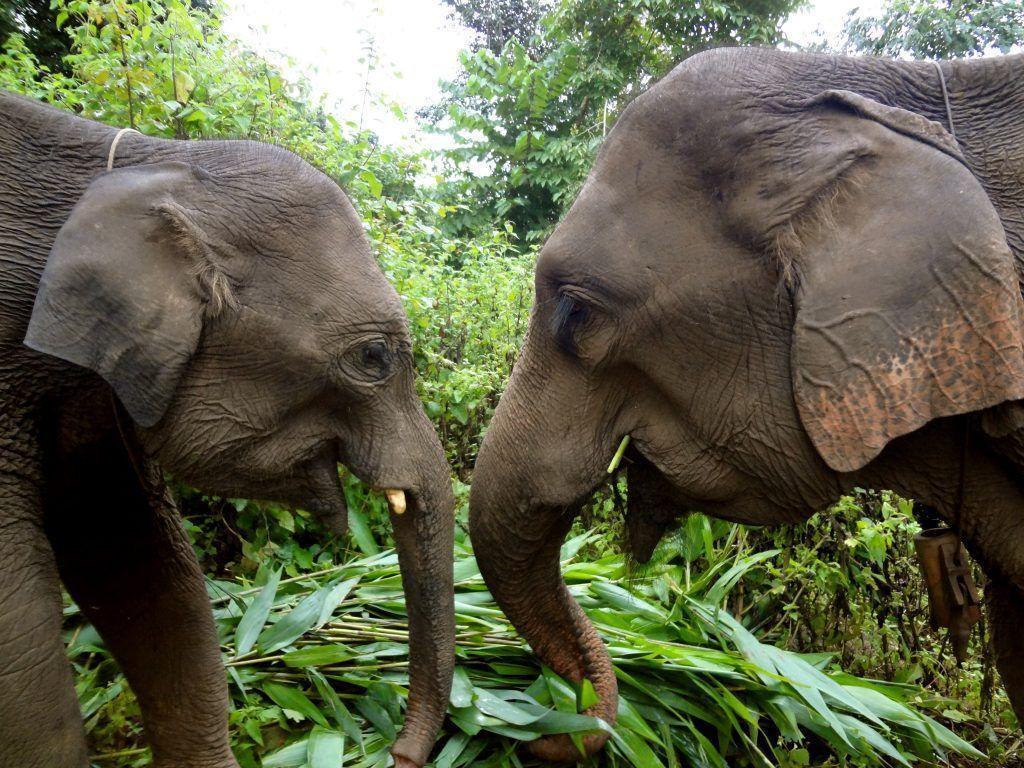 Come Together To Help Elephants On World Elephant Day