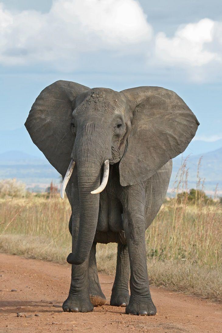 African bush elephant ideas