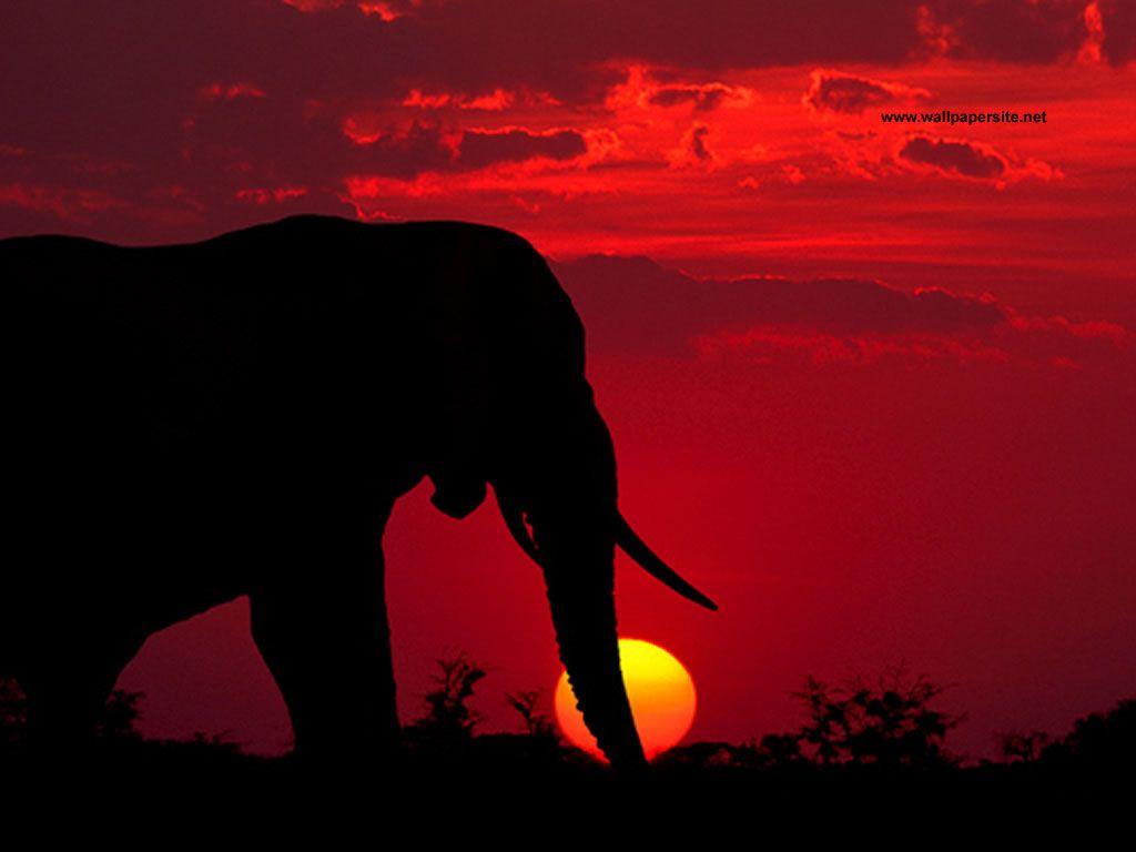 African Elephant Sunset. TO GET THE DESKTOP WALLPAPER