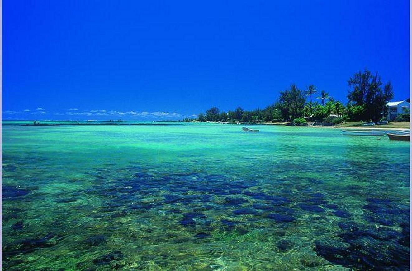 Beaches: Blue Tree Mauritius Beach Sea Oceans Coral HD Wallpaper