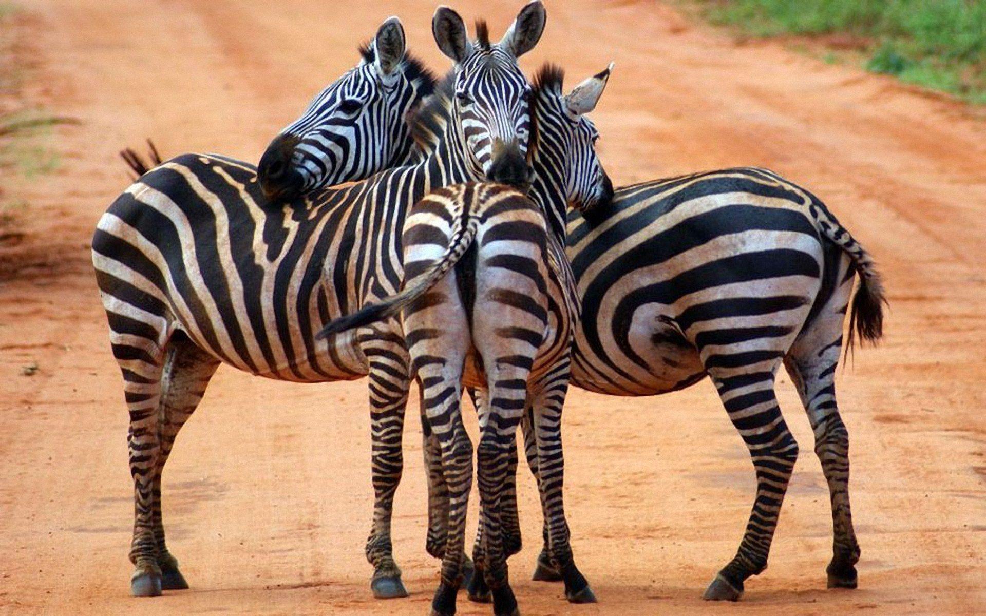 Zebras wallpaper. Zebras