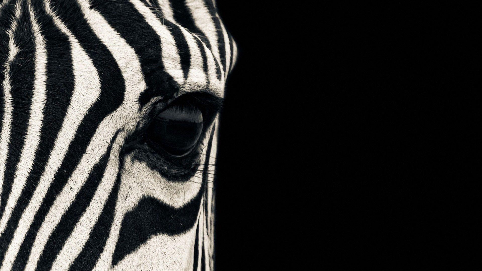 hd pics photo beautiful zebra face close up macro wild animals HD