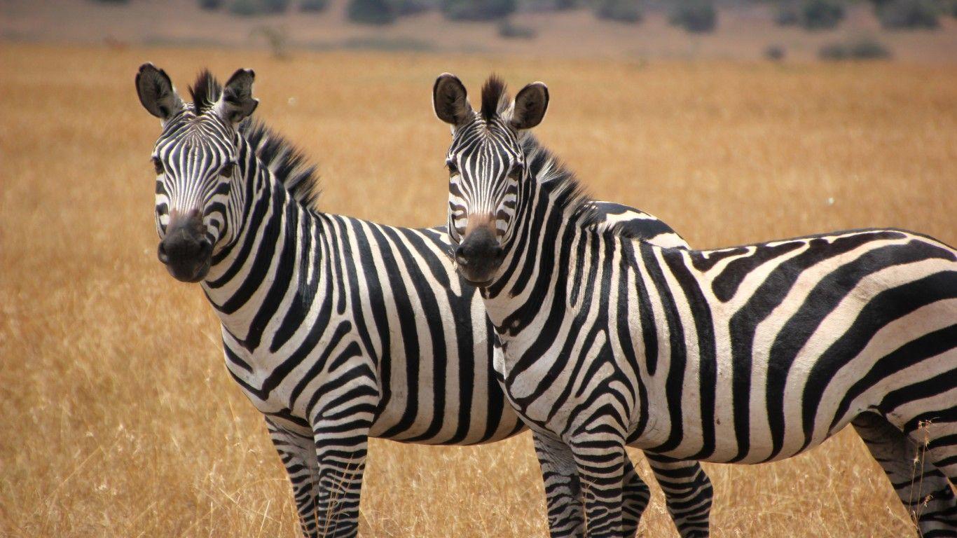 Two Cute Zebras Animal Wallpaper HD, Wallpaper13.com