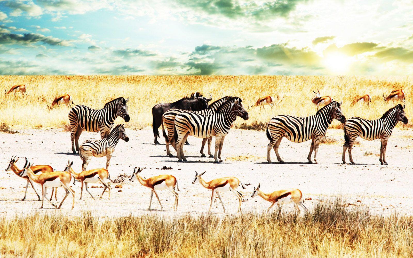 Central Wallpaper: Colors of Nature Zebras HD Wallpaper