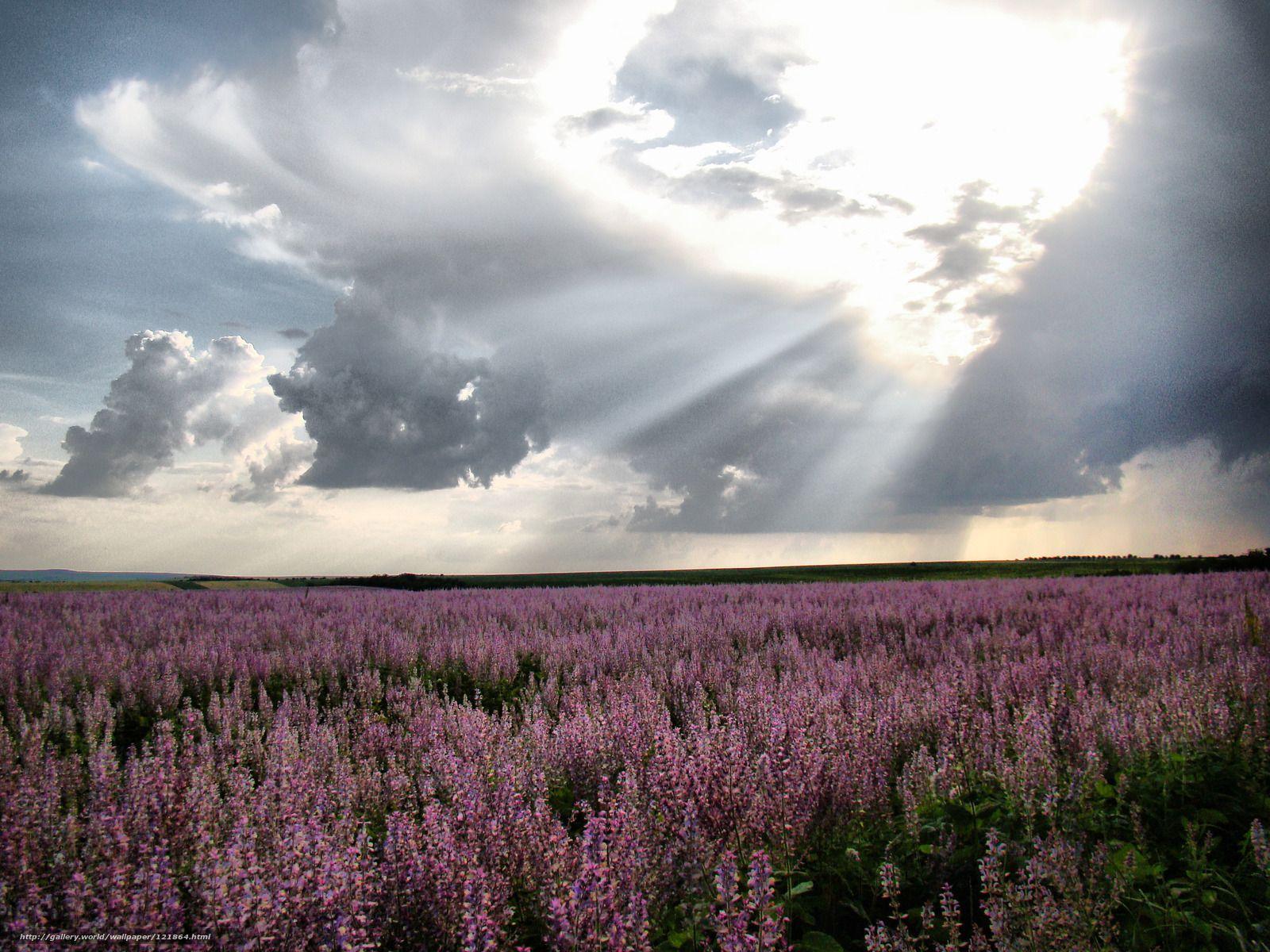 Download wallpaper Moldova, lavender, field free desktop wallpaper