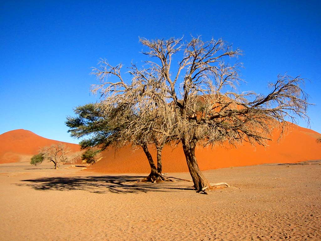 Namibia Wallpaper: Desert, Dunes, Zebra, Etosha National Park