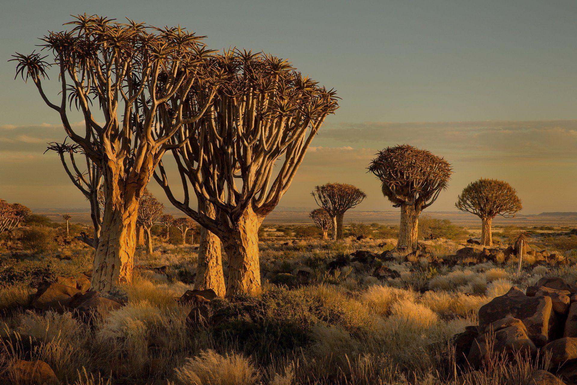 namibia africa sunset tree stones grass HD wallpaper