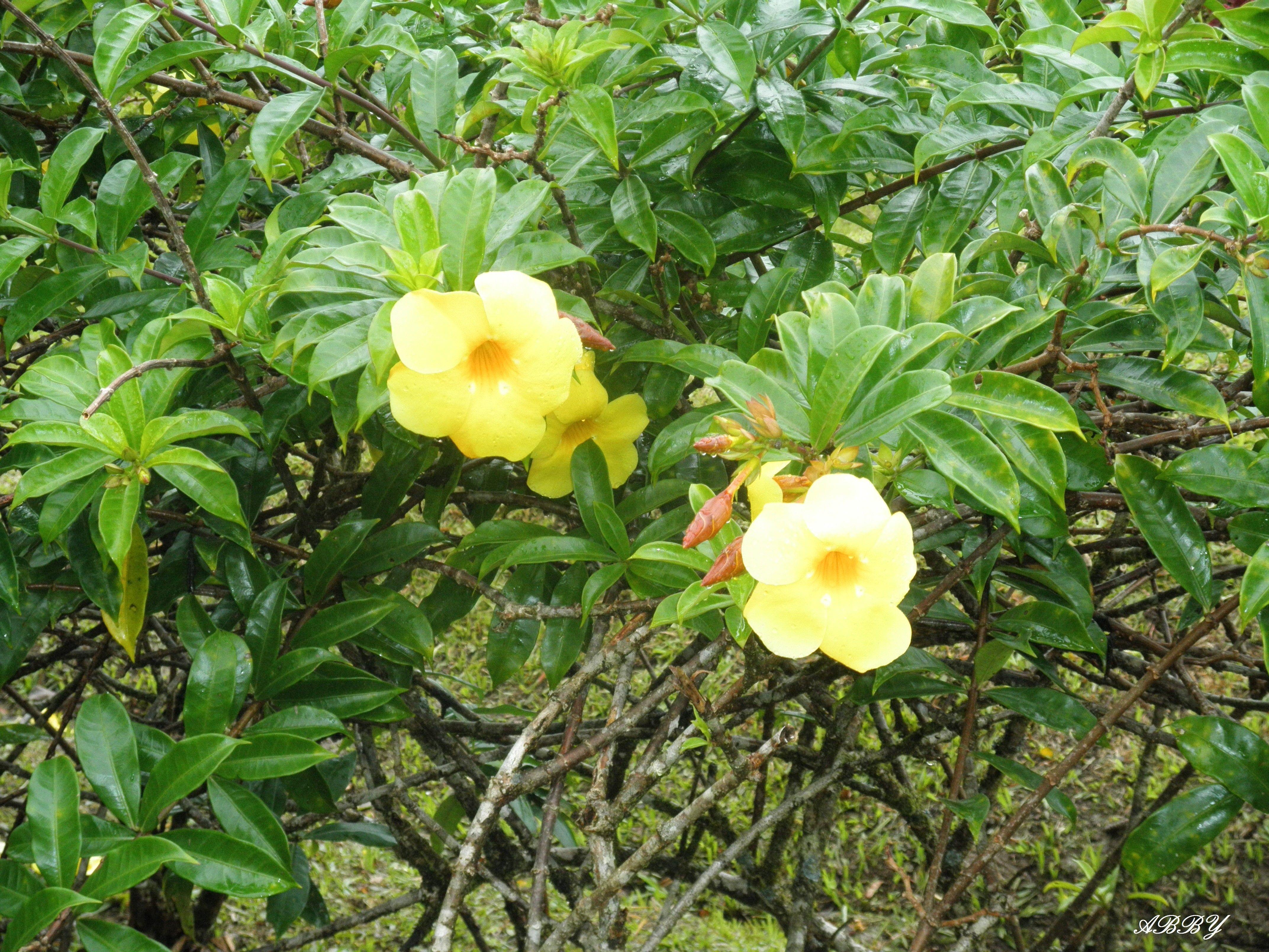 Flower: Flowers St Lucia Islands Photography Green Yellow Leaves