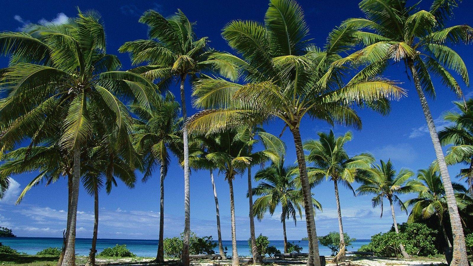 Tonga Tag wallpaper: Tonga Coconut Summer Taunga Palms Island