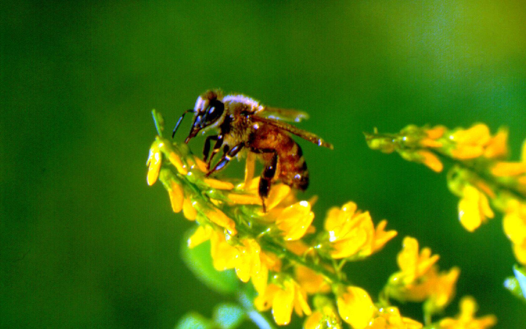 Honey Bee Desktop Wallpaper