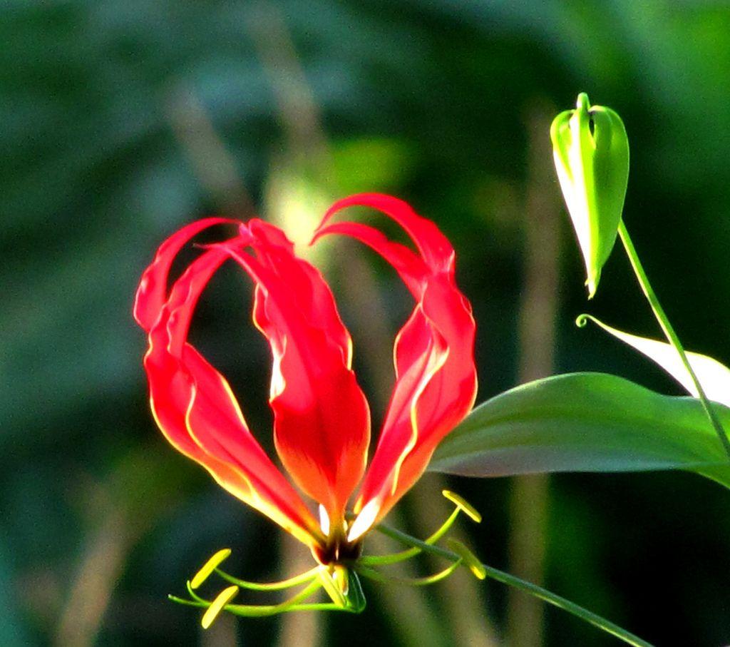 Flame Lily Zimbabwe National Flower. Latest HD Wallpaper