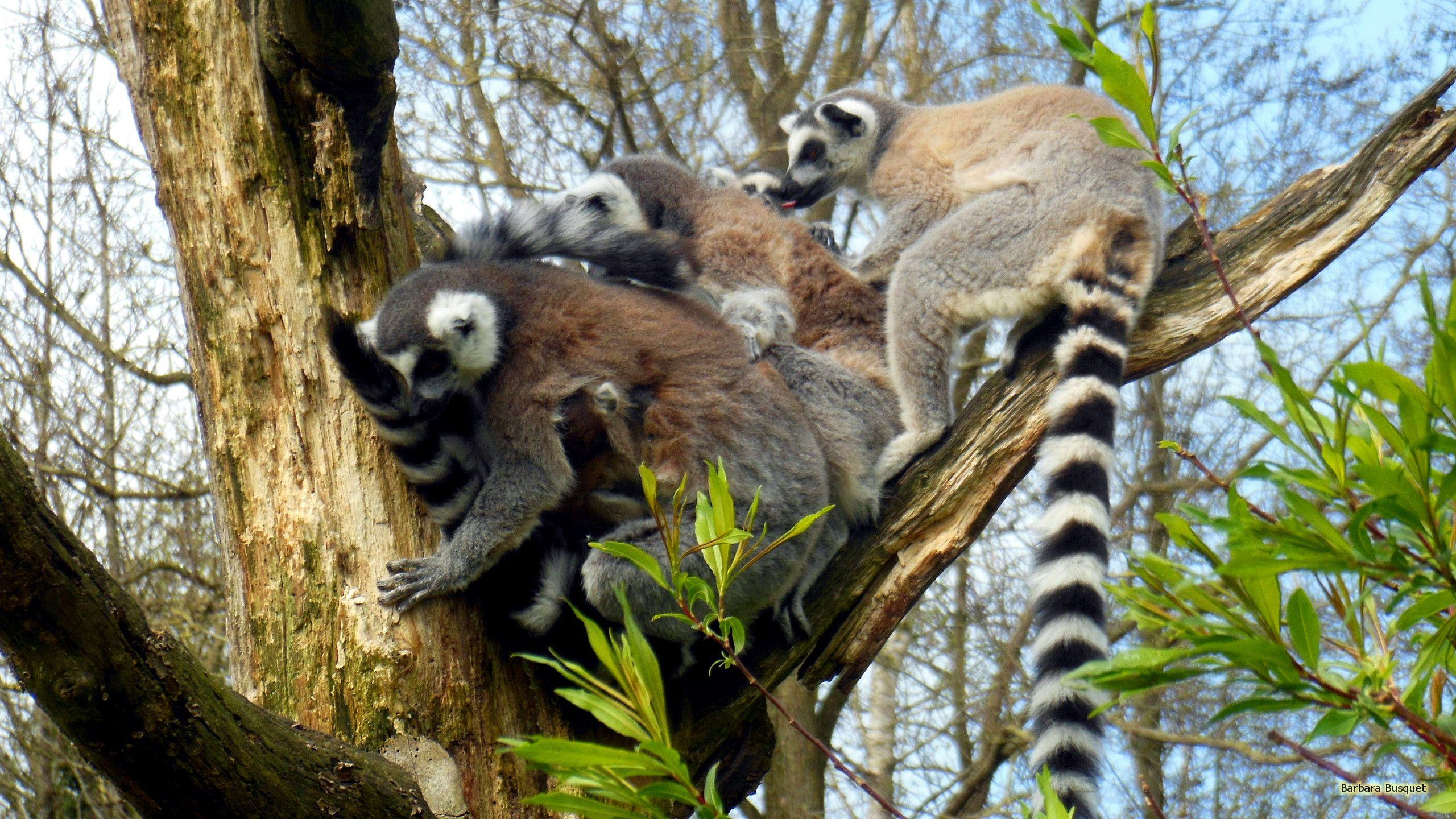 Ring Tailed Lemurs In Tree HD Wallpaper
