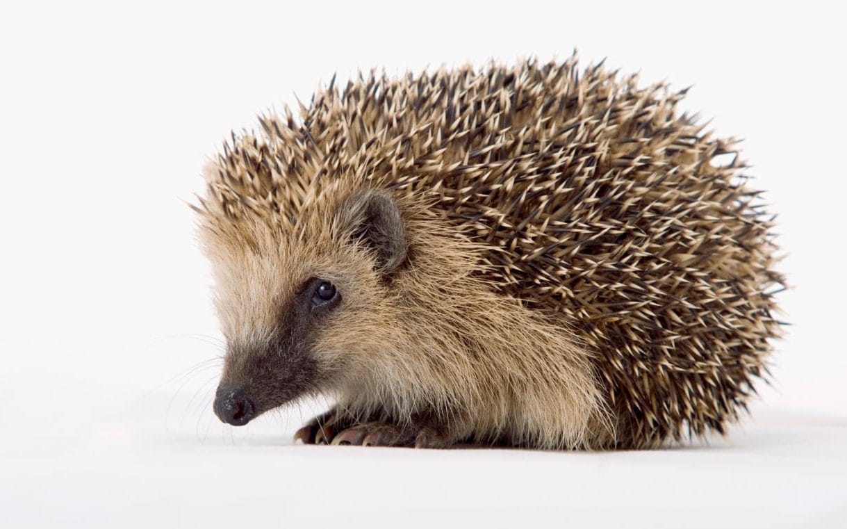 Hedgehog Image. Free PC Wallpaper