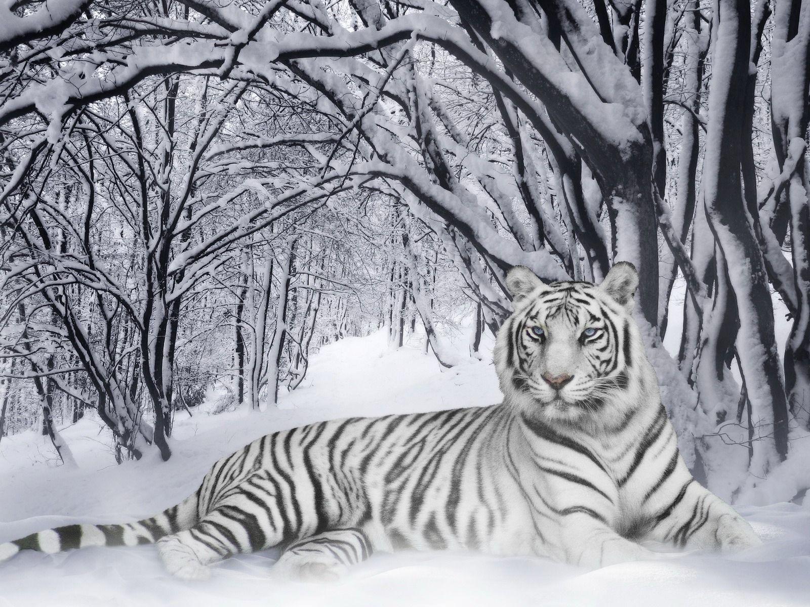 White Tiger Wallpaper Tigers Animals Wallpaper in jpg format