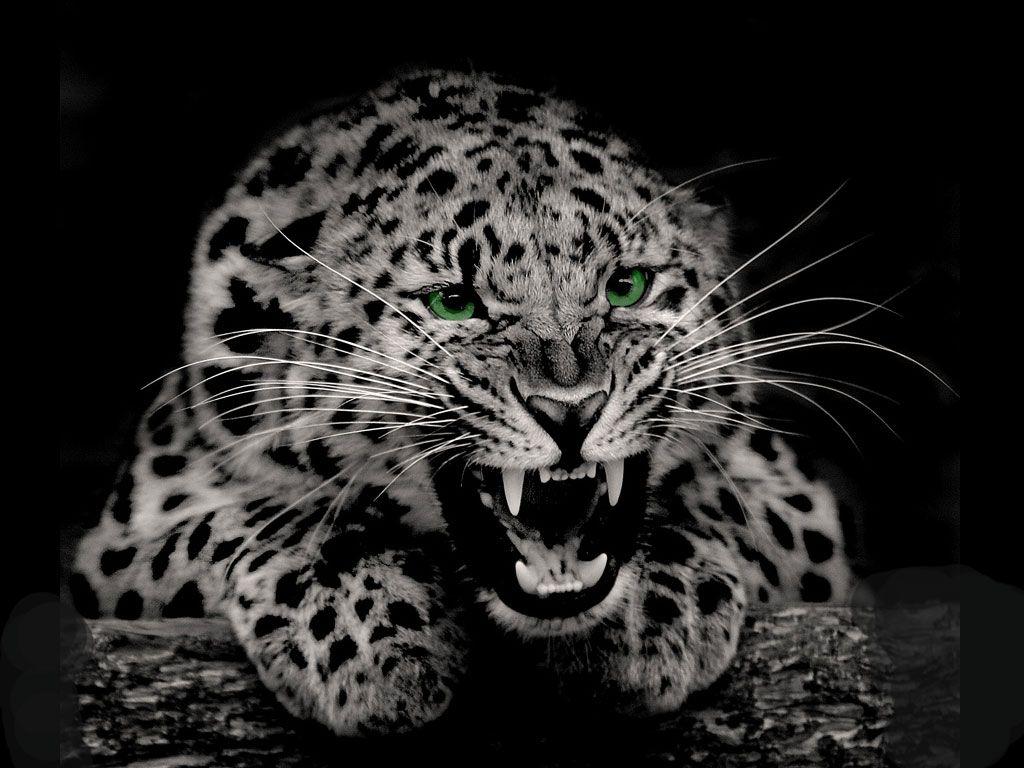 Black and White Spotted Wallpaper 500×500 Black and white cheetah
