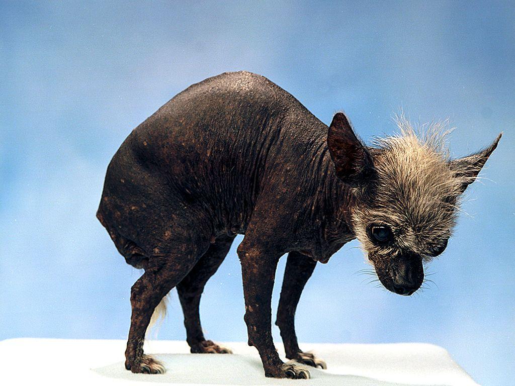 ugliest dogs. Pets. Ugly dogs, Ugliest dog contest