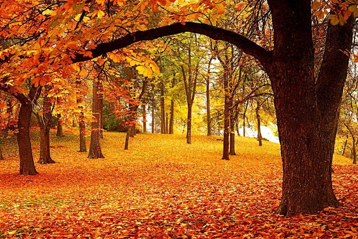 Forests: Fall Season Autumn Falling Trees Lovely Foliage Woods