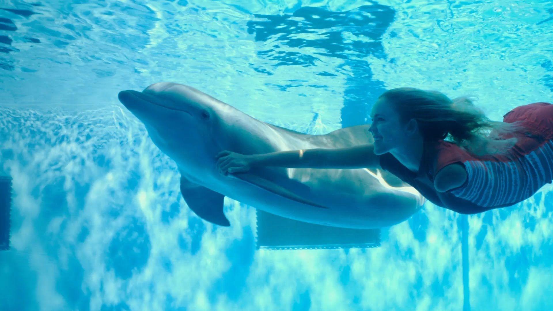Dolphin vibrator video