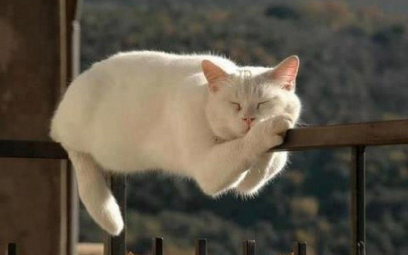 Cats Cute White Cat Sleeping Funny Rail Grumpy Meme Wallpaper
