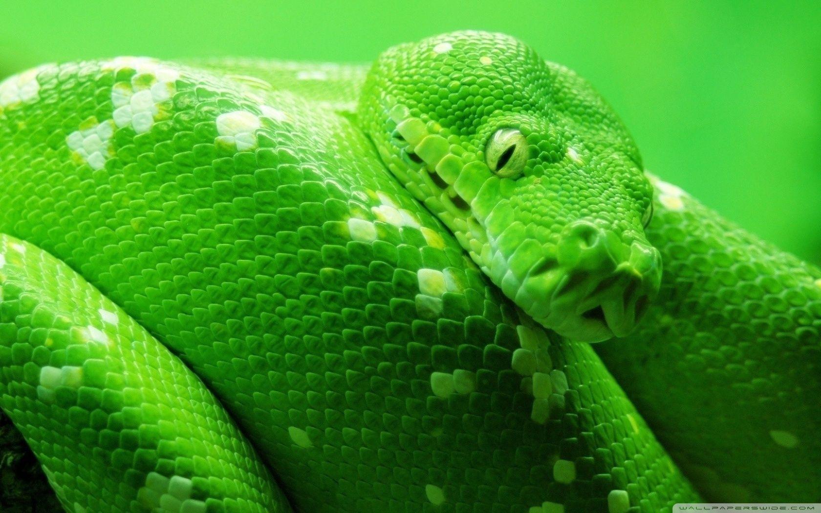 Green Boa Snake ❤ 4K HD Desktop Wallpaper for 4K Ultra HD TV • Wide