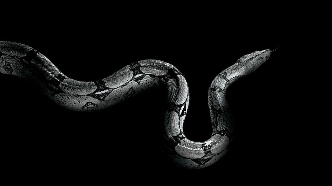 Wallpaper Python, snake, Animals