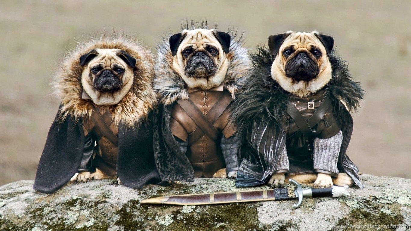 Pugs Wallpapers HD Wallpaper Cave