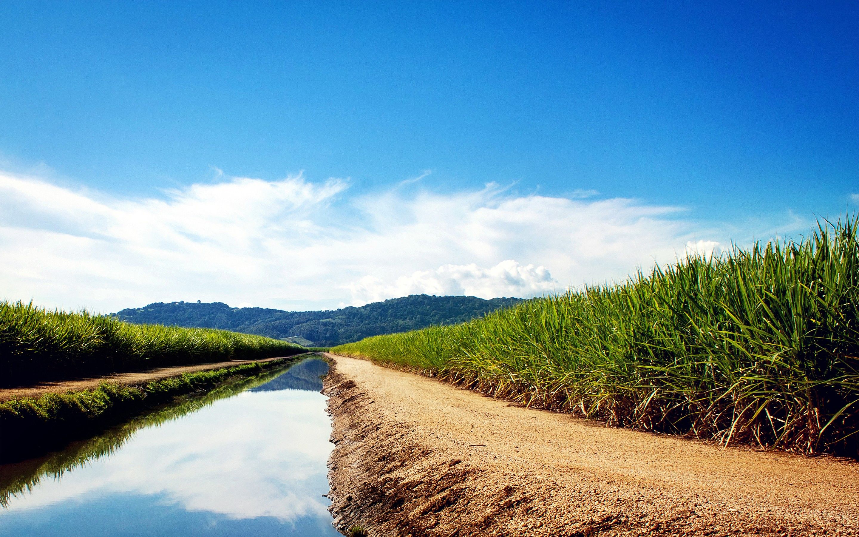 Sugarcane Fields, HD Nature, 4k Wallpaper, Image, Background