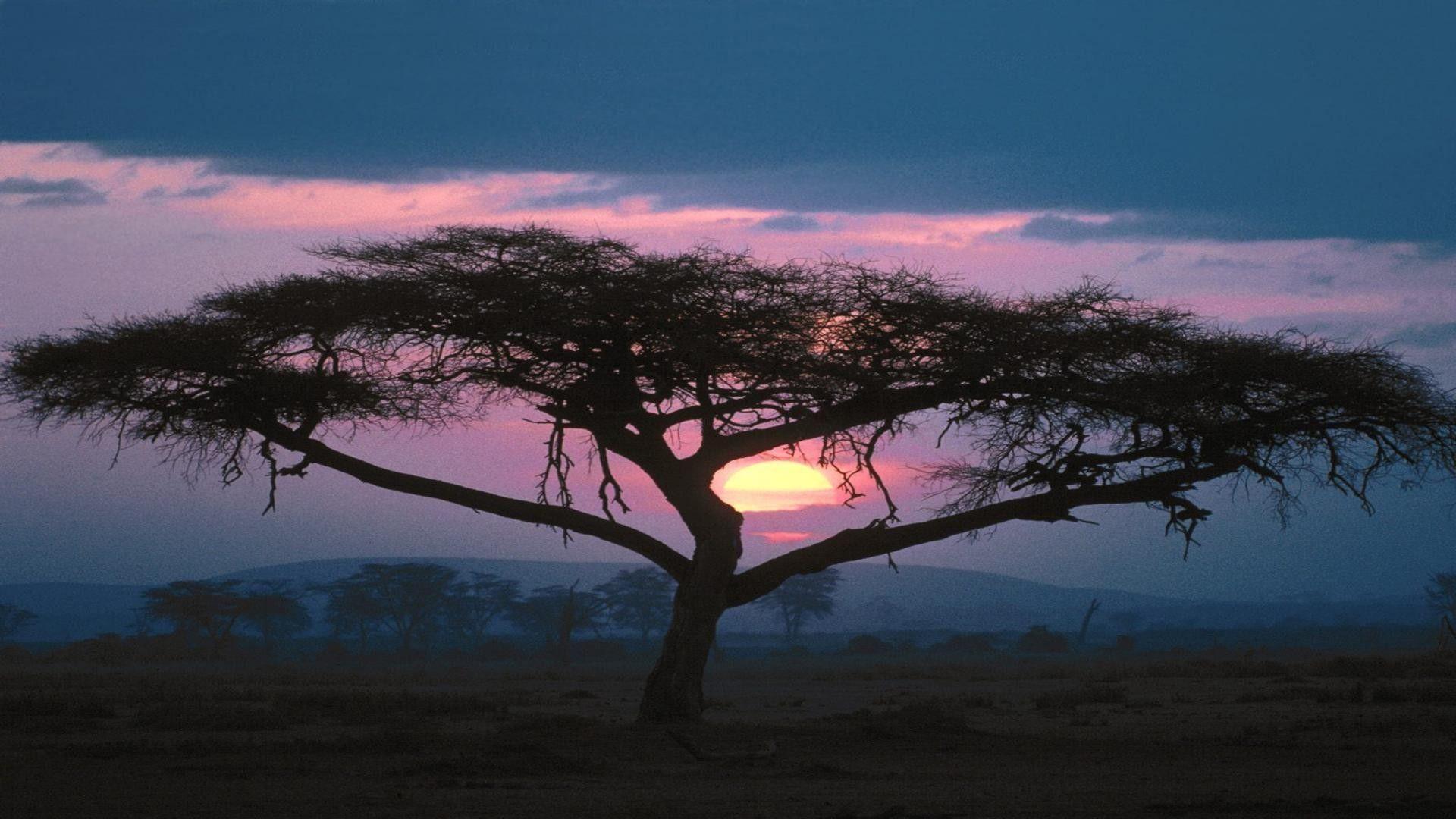 Sunsets African Tree Nature Africa Desktop Wallpaper For Iphone 5