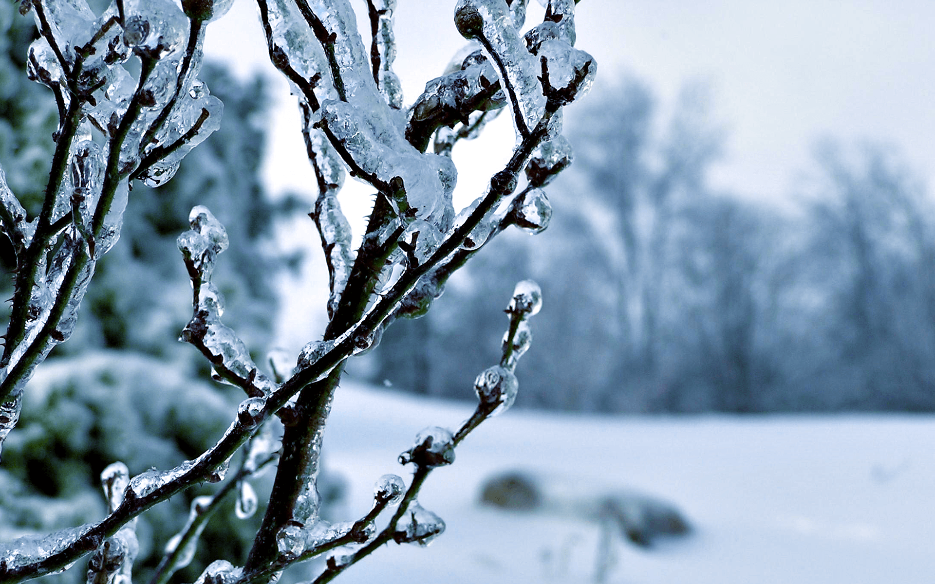 Snow Covered Winter Trees Wallpapers Wallpaper Cave