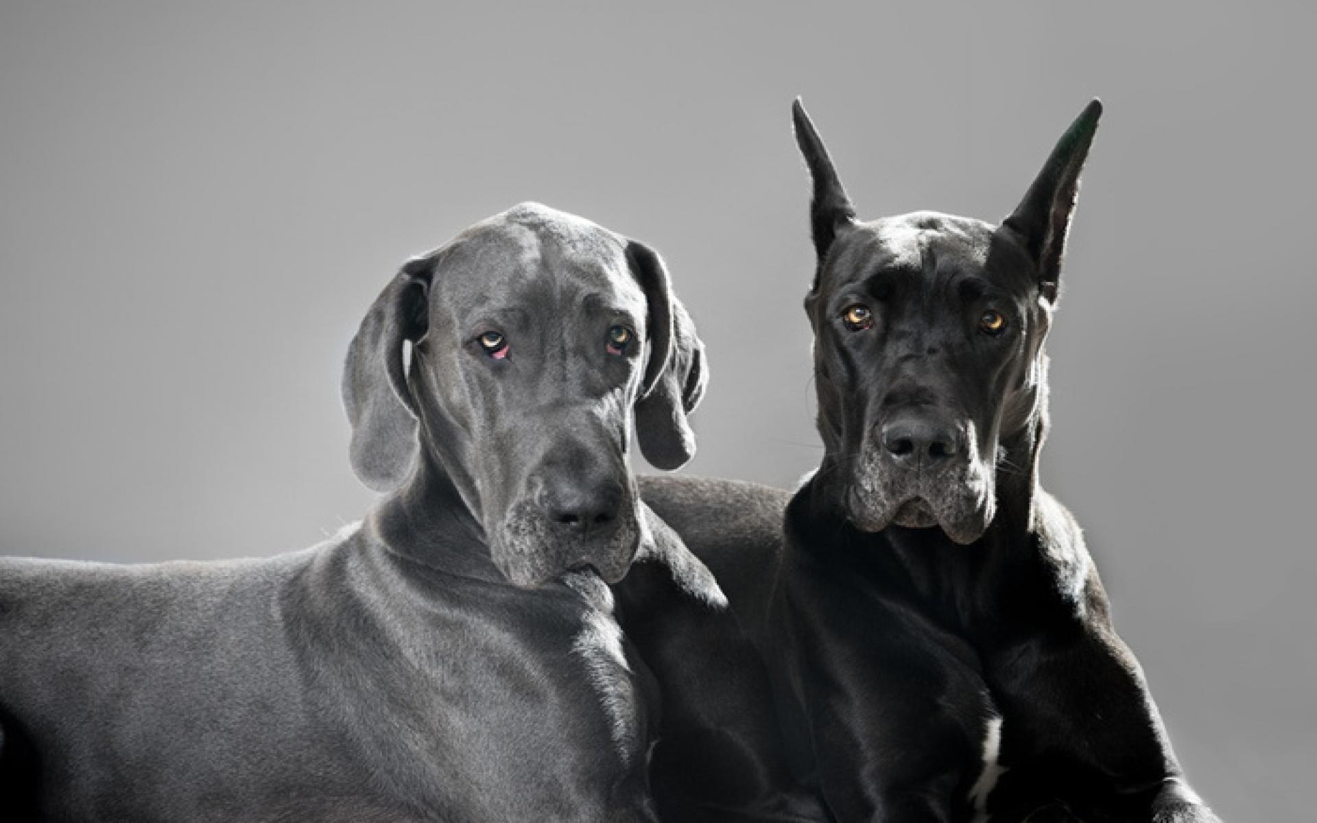 Best Great Danes Images On Pinterest Great Danes Doggies 1