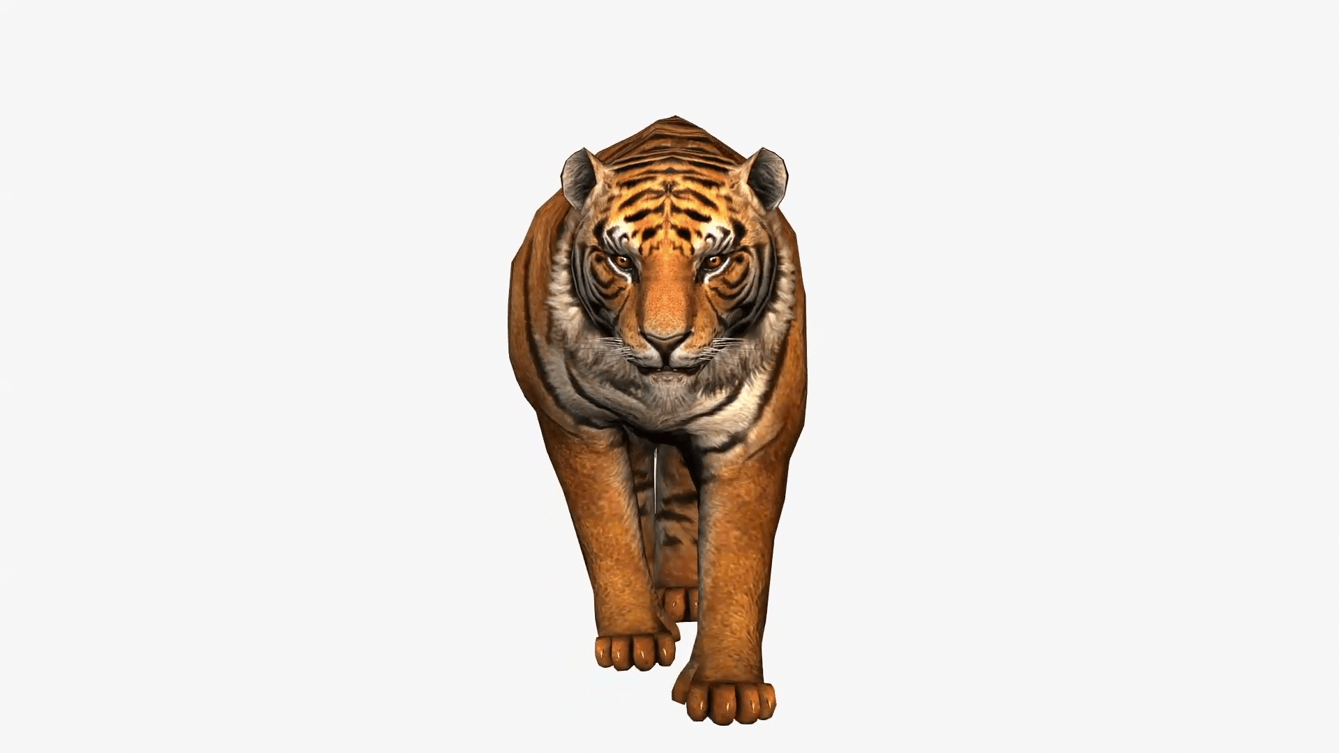 Tiger running, wild animal on white background, front view Motion