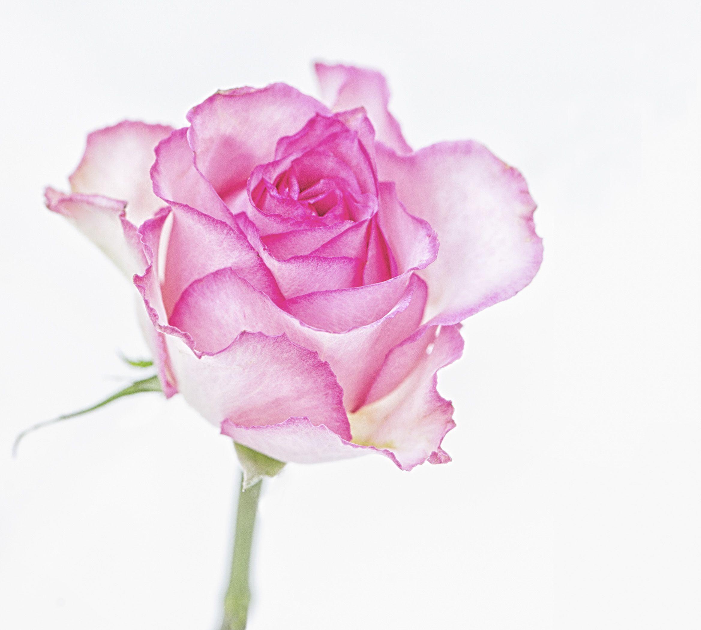 pink rose on white background. copyright Nancy Kirkpatrick
