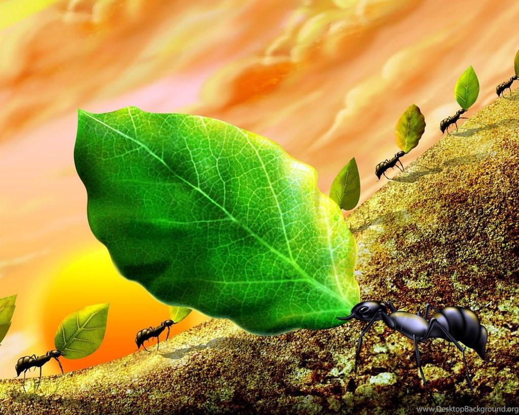 Ant Wallpaper Tag Desktop Background