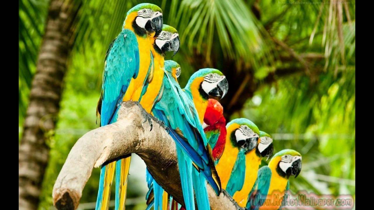 Parrot Wallpaper 2017 Free Download Colorful Birds HD Desktop