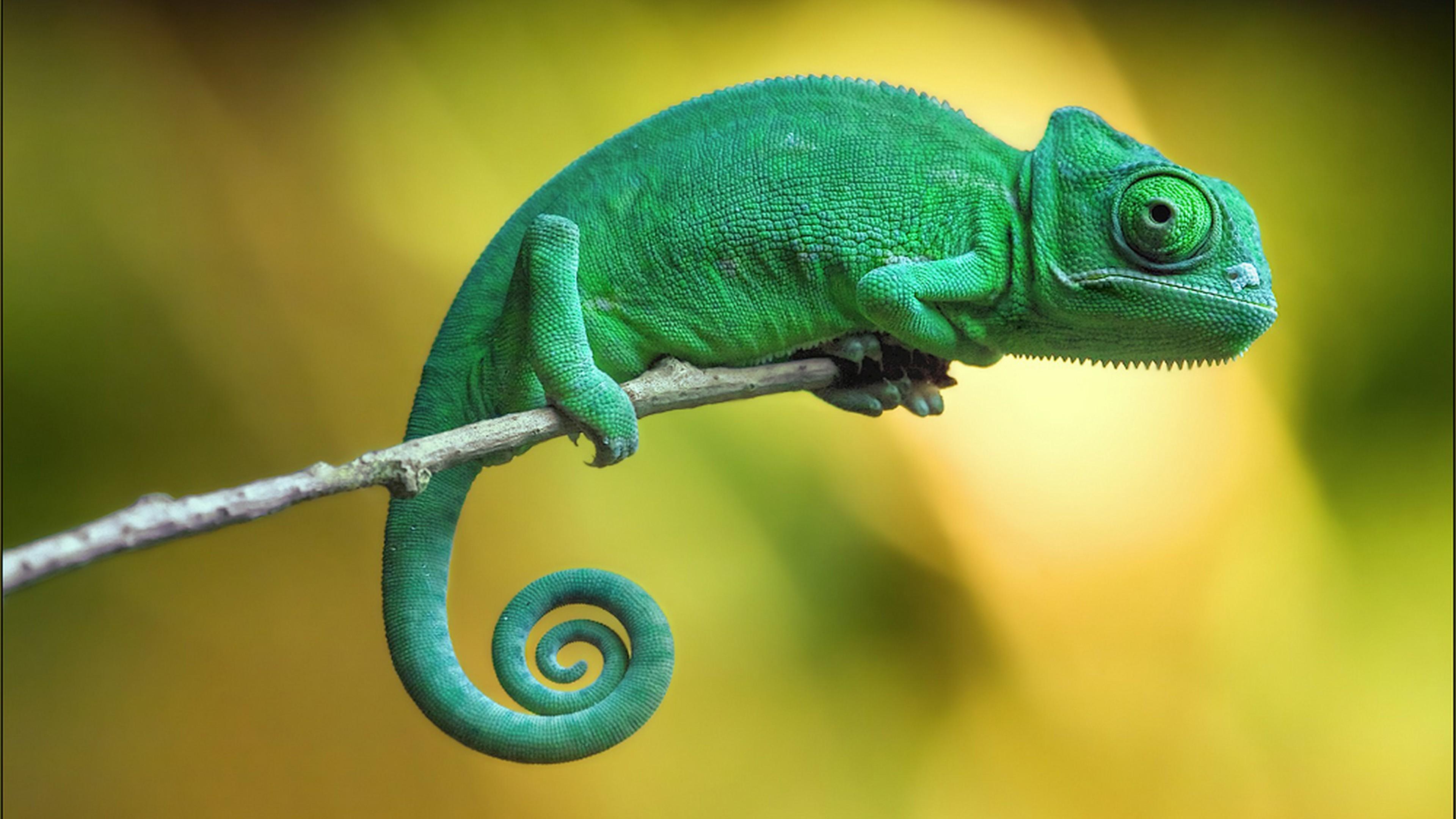 Wallpaper chameleon, 4k, Animals