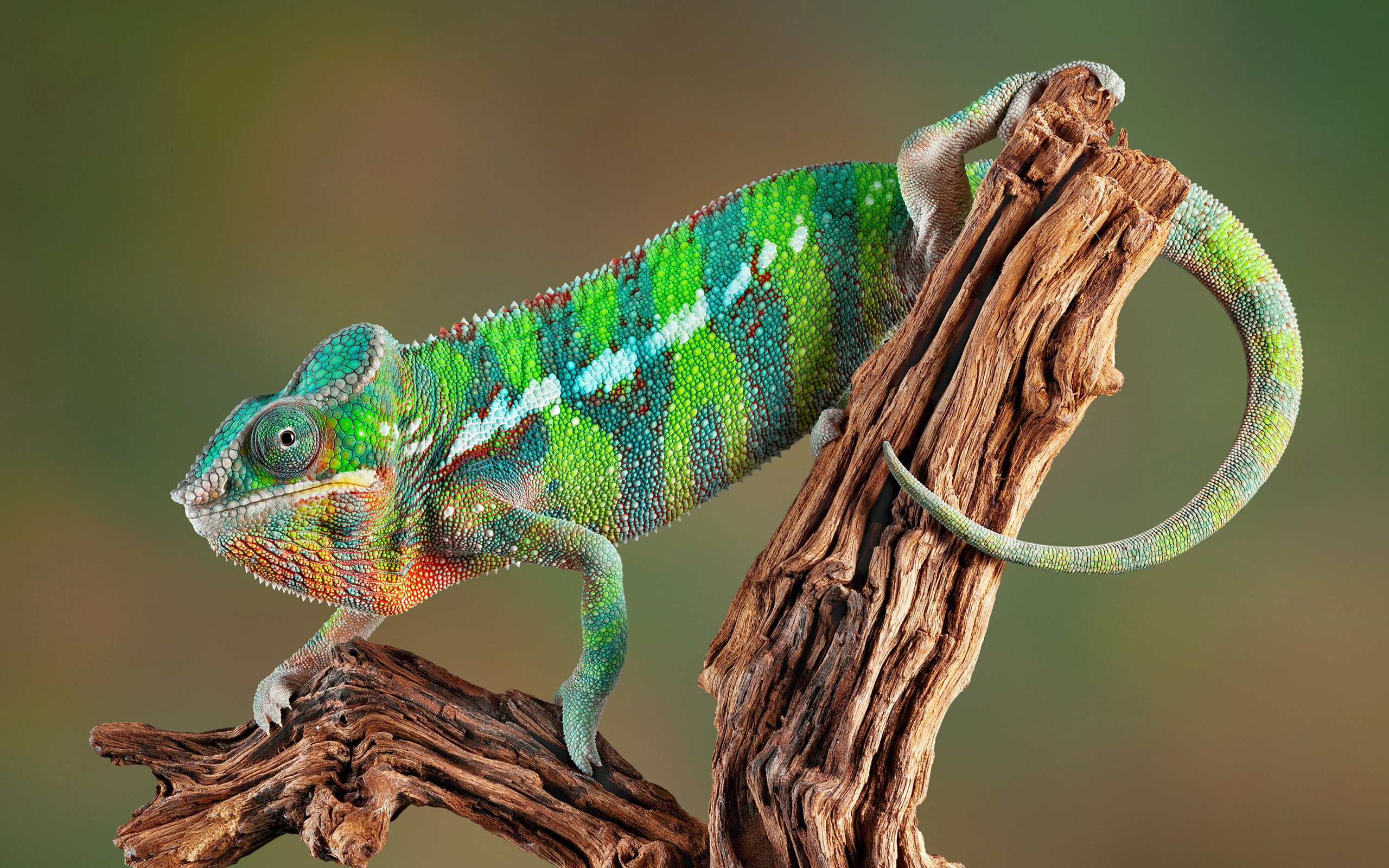 Chameleon HD Wallpaper