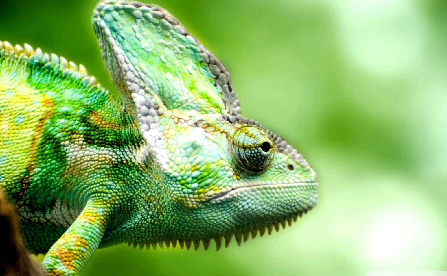 Lizard Chameleon HD Wallpaper