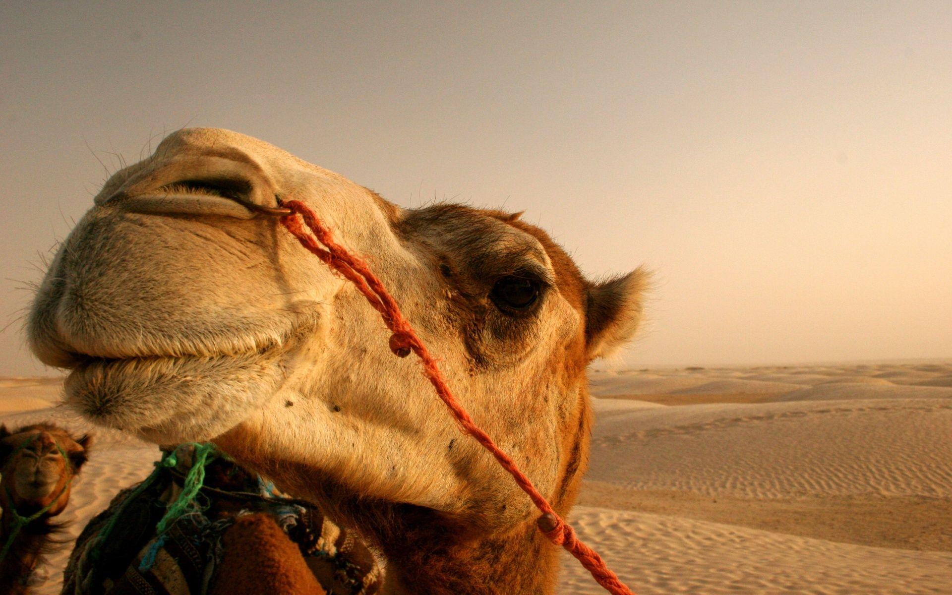 Camel Wallpaper HD Full HD Picture 1920×1200 Camel Picture