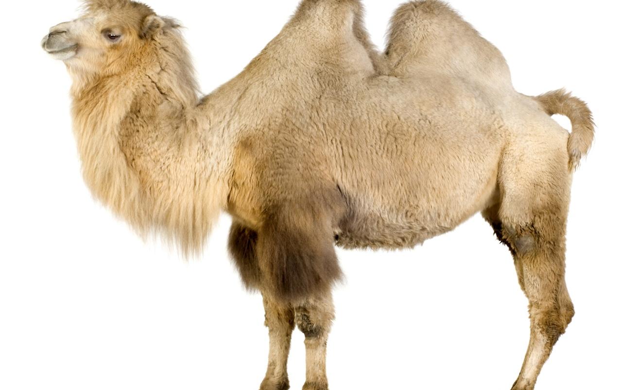 Camel on white wallpaper. Camel on white