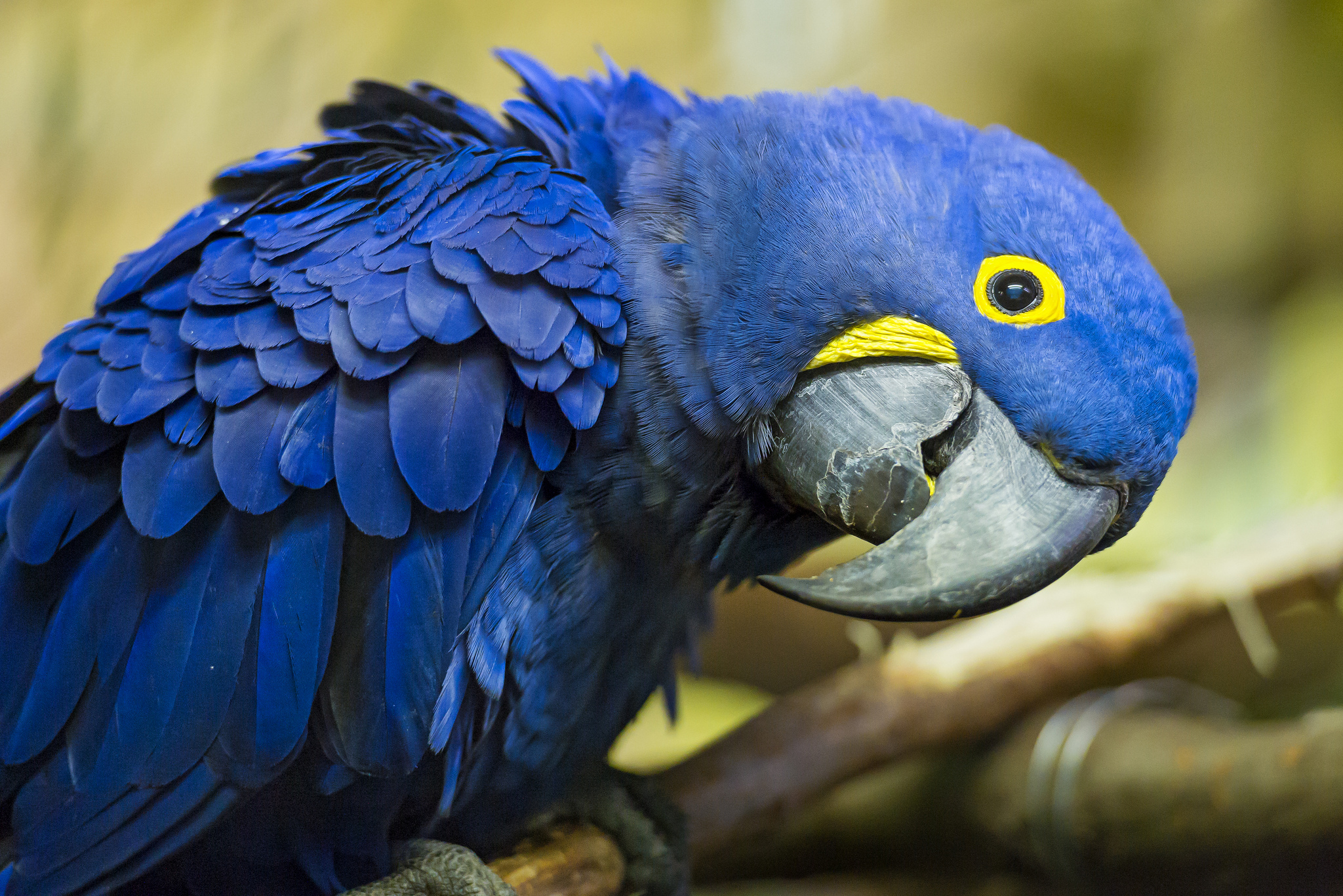 Hyacinth Macaw HD Wallpaper and Background Image