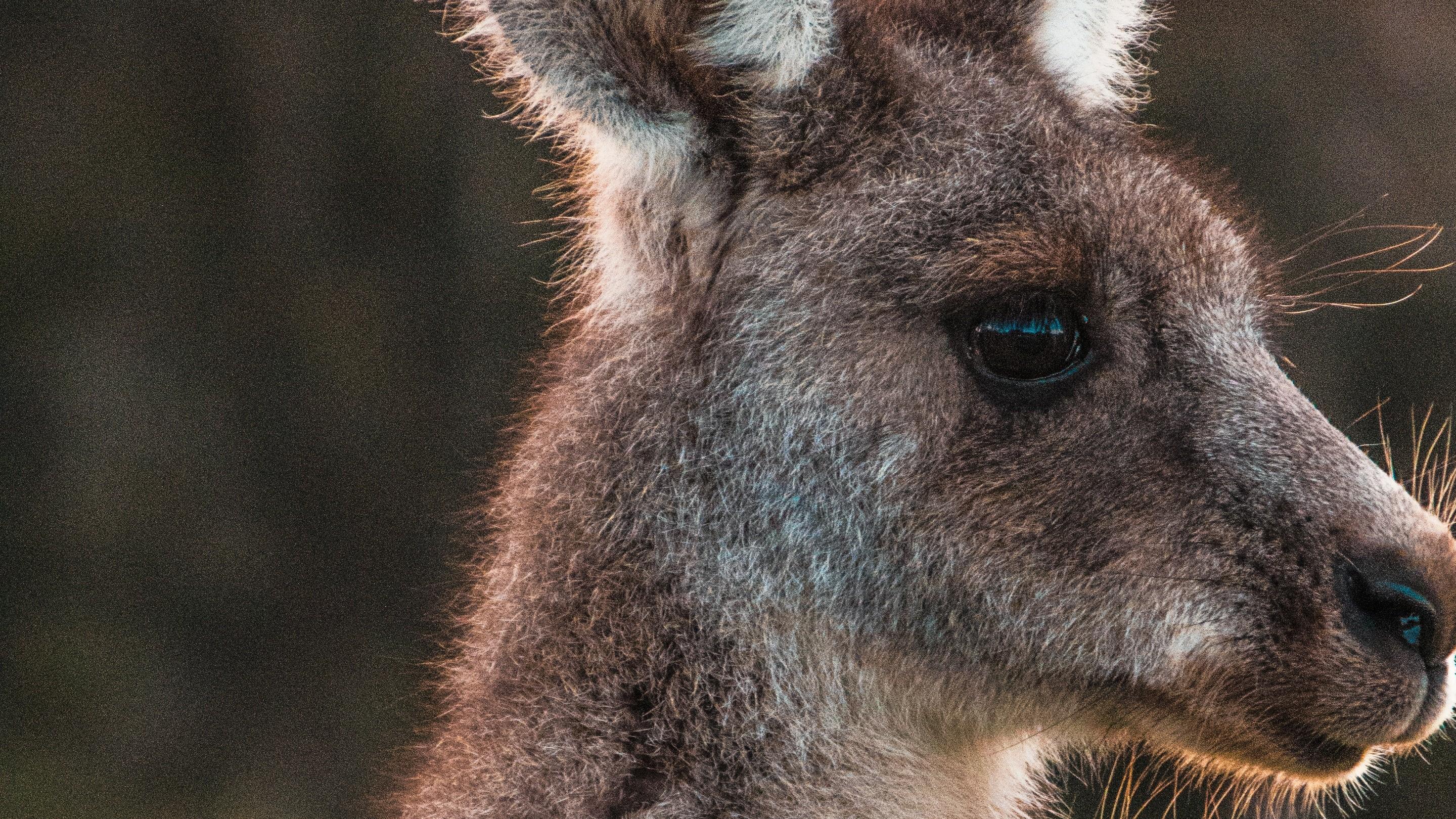 Animal Kangaroo Face Wallpaper