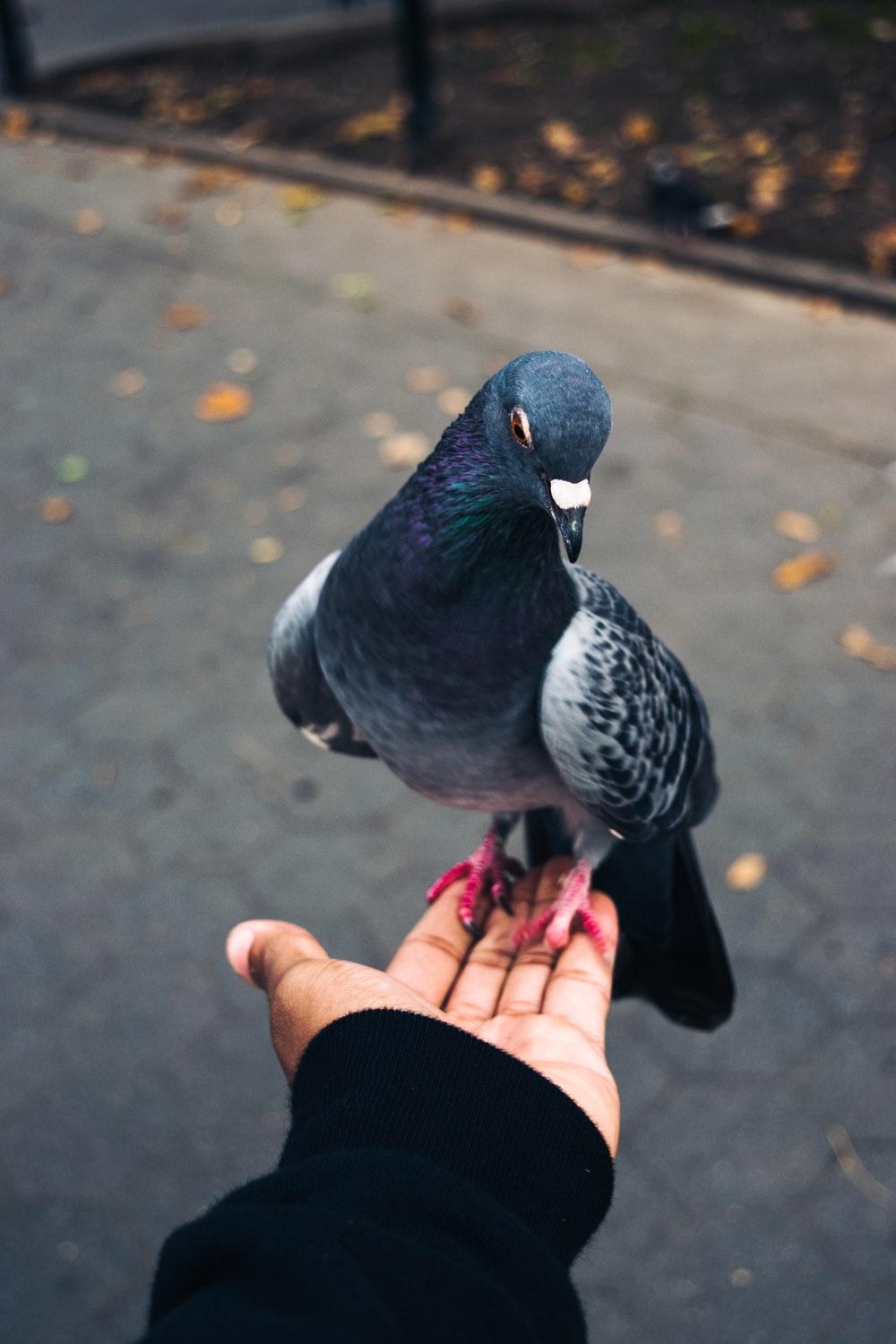 Pigeon Picture. Download Free Image
