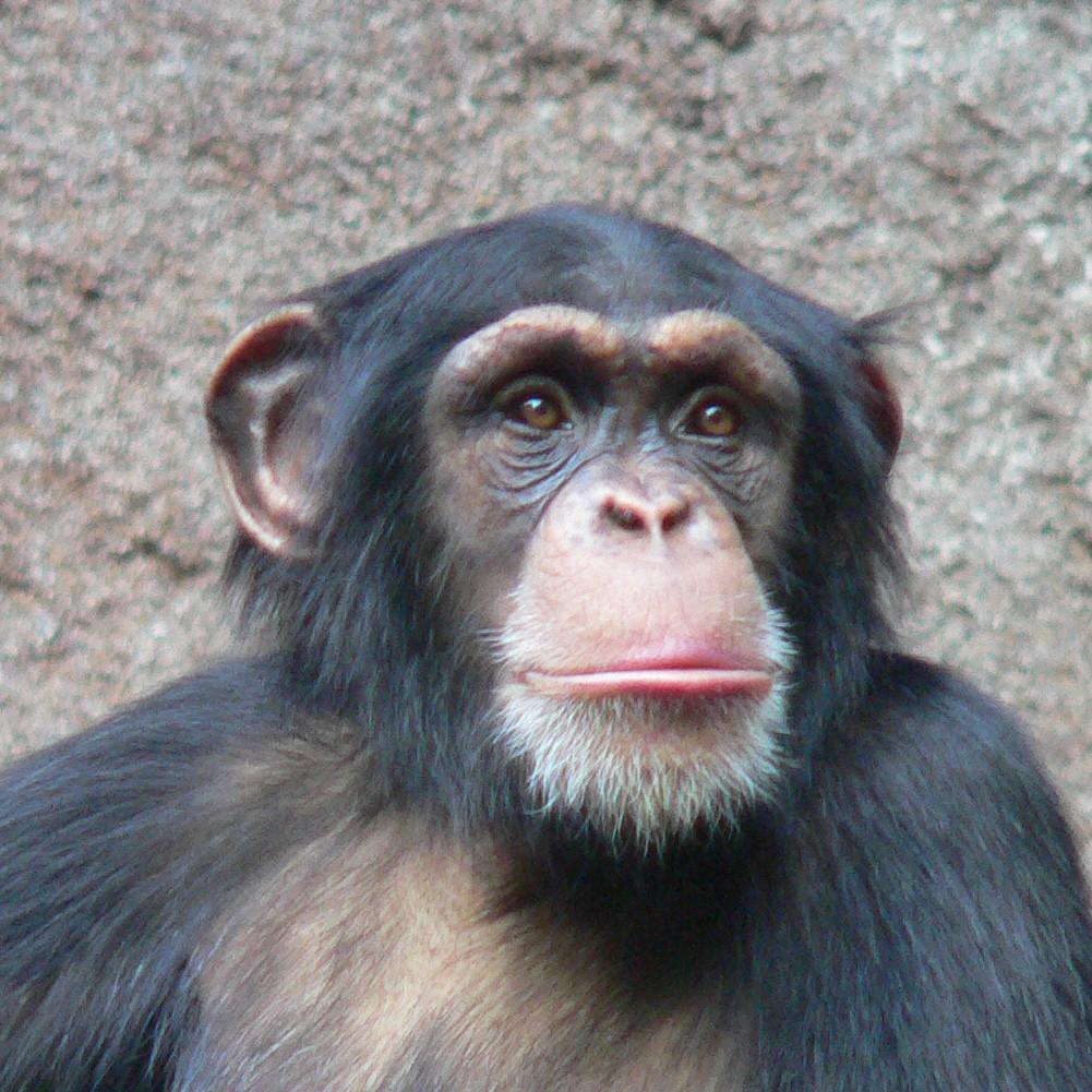 Animals image chimpanzee HD wallpaper and background photo