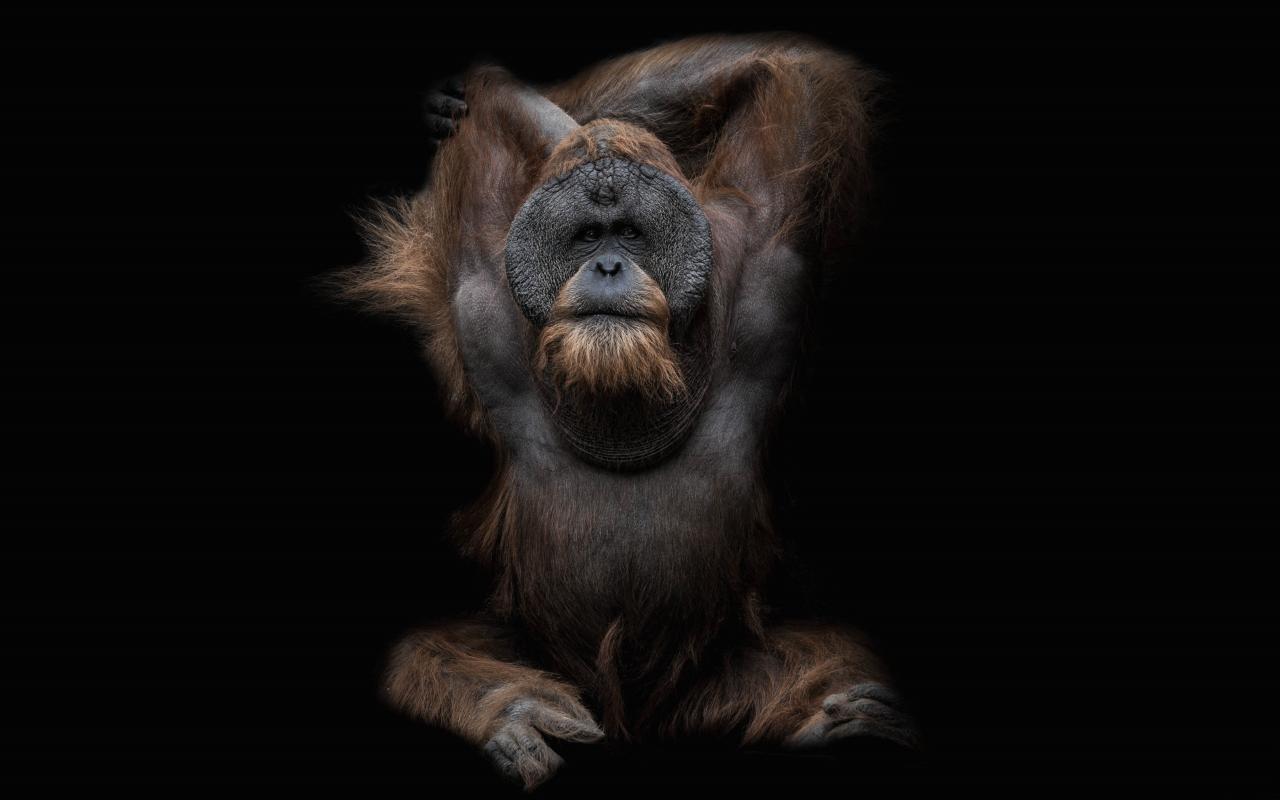 Orangutan wallpaper 1280x800 desktop background