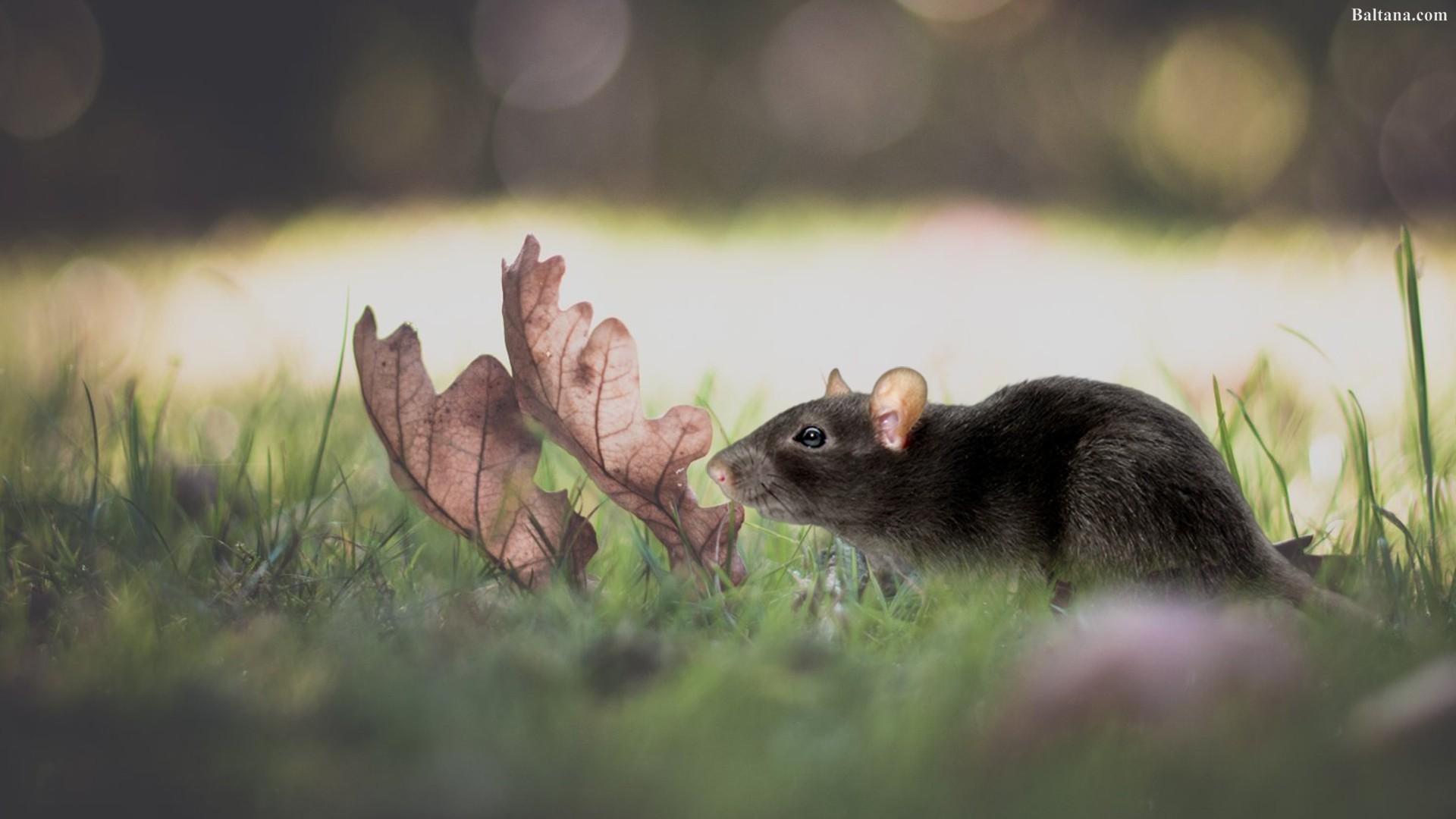 Rat Mouse HD Wallpaper 31780
