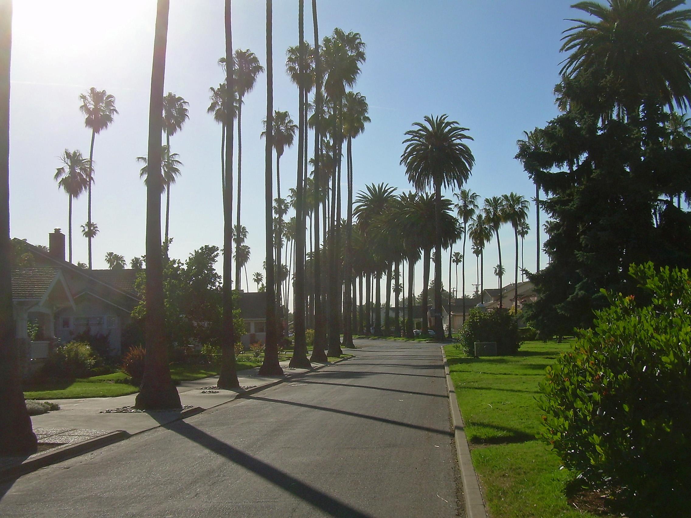 Palm Trees in San Jose