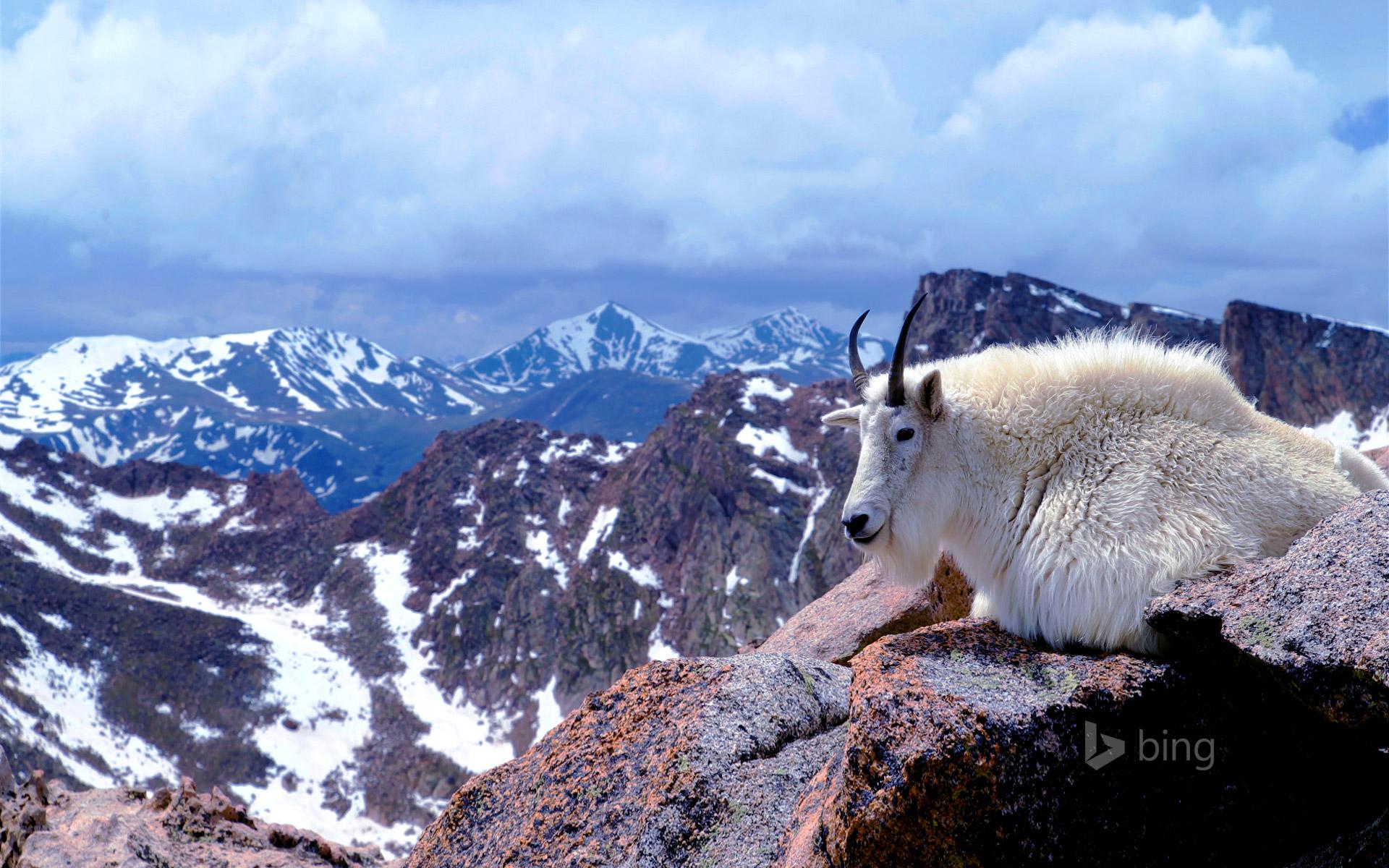 Mountain goat on Mount Evans, near Denver, Colorado © Corbis Motion